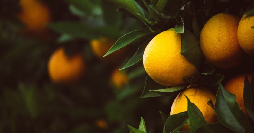 Sådan overvintrer du dine citrontræer: En komplet guide