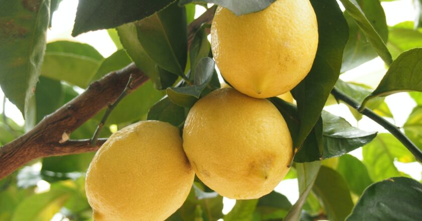 Sådan hjælper du dit citrontræ gennem vinteren